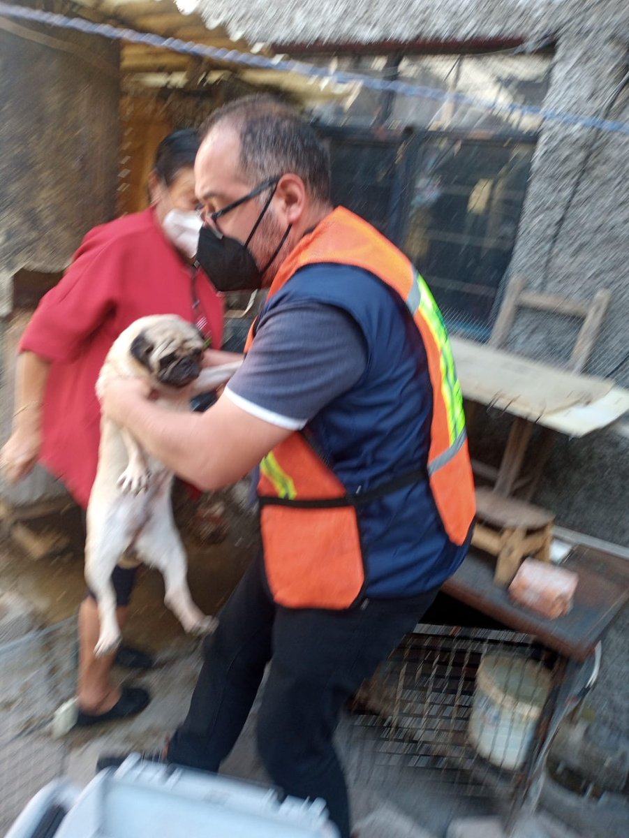 PAOTmx's tweet photo. Hoy retiramos del maltrato a cinco perros tipo pug que se encontraban permanentemente enjaulados en un inmueble en San Fco. Culhuacán, Coyoacán. Los perros fueron entegados a una protectora independiente de la red PAOT. https://t.co/frsoCvcYMy