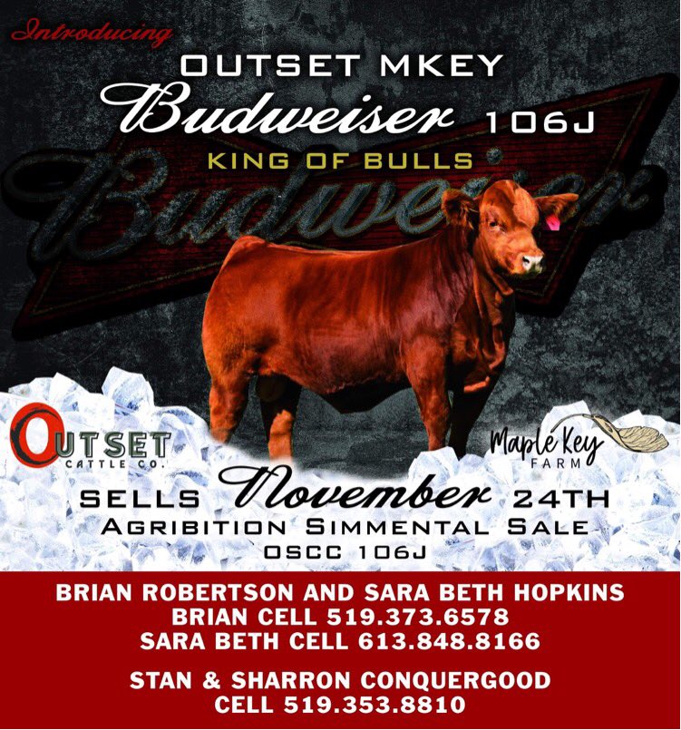 Outset Cattle Co. (@outsetcattleco) on Twitter photo 