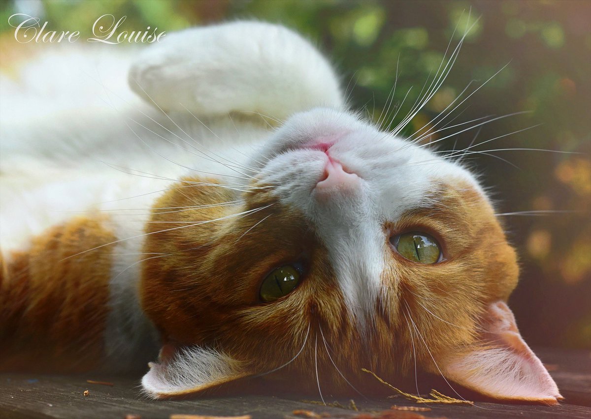 SeeItMyWay__'s tweet photo. ‘As every cat owner knows, nobody owns a cat’ (Ellen Perry Berkeley). 

#cats #cats #catstagram #CatsofTwittter #whiskerswednesday #photography #animalphoto #animalphotography #nikonphotography #nikon #myphoto https://t.co/rK4mmkMCiI
