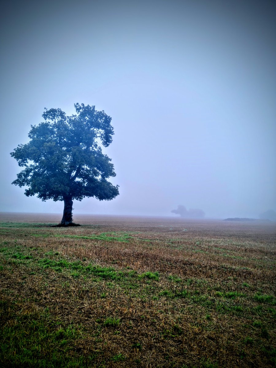 Misty lunchtime walk today, dog wasn't best pleased as apparently it's the middle of winter out there today! #freezing