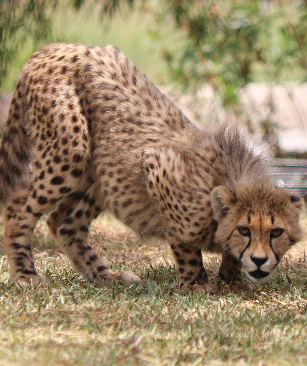 HourlyCheetahs's tweet image. HourlyCheetahs presents: