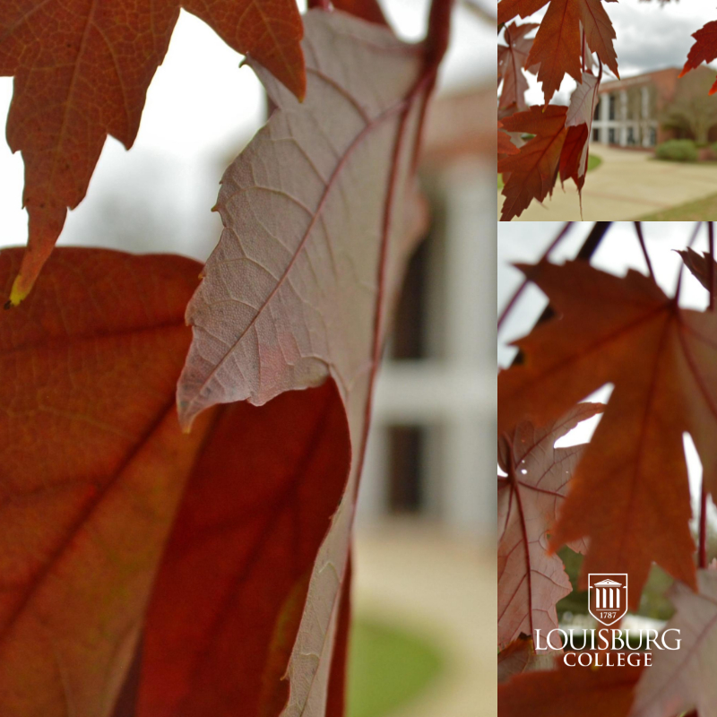 WeAreLouisburg's tweet photo. Our campus in the fall is... 😍 #Fall #OrangeLeaves #FallLeaves #FallOnCampus https://t.co/v2aXolkfqC