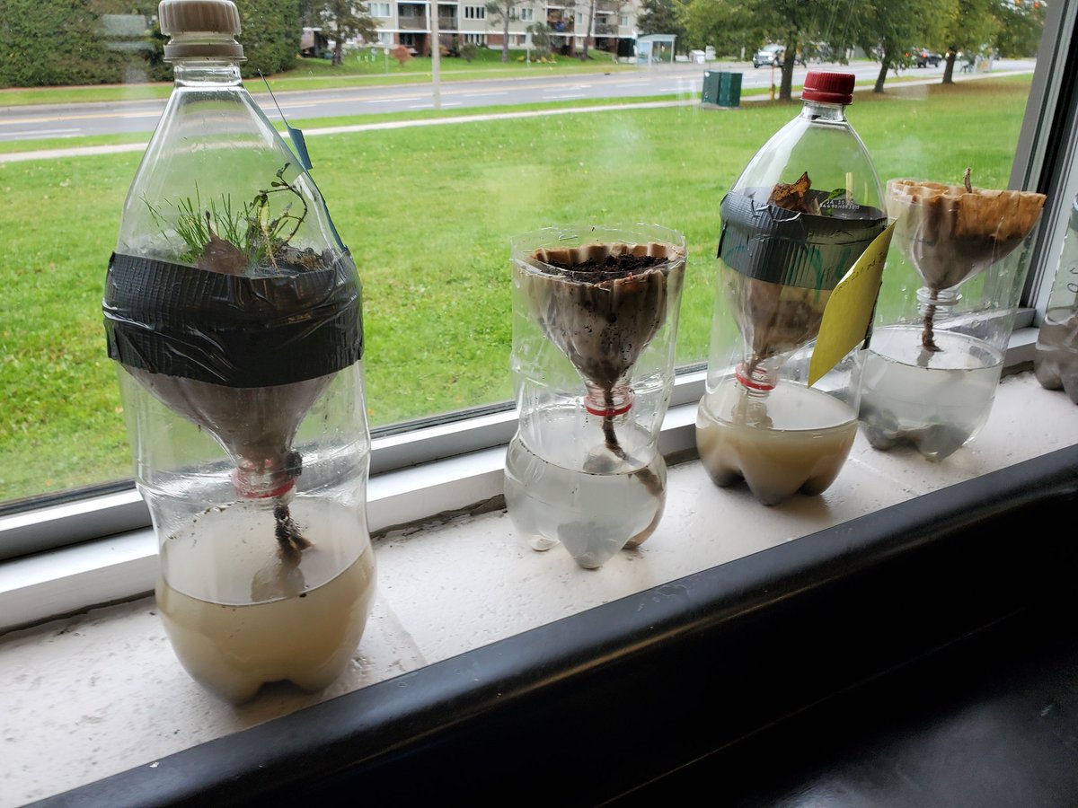 To study ecosystems. We built our own inside a bottle. Hopefully they grow. <a href="/StMatthewOCSB/">St. Matthew High School</a>