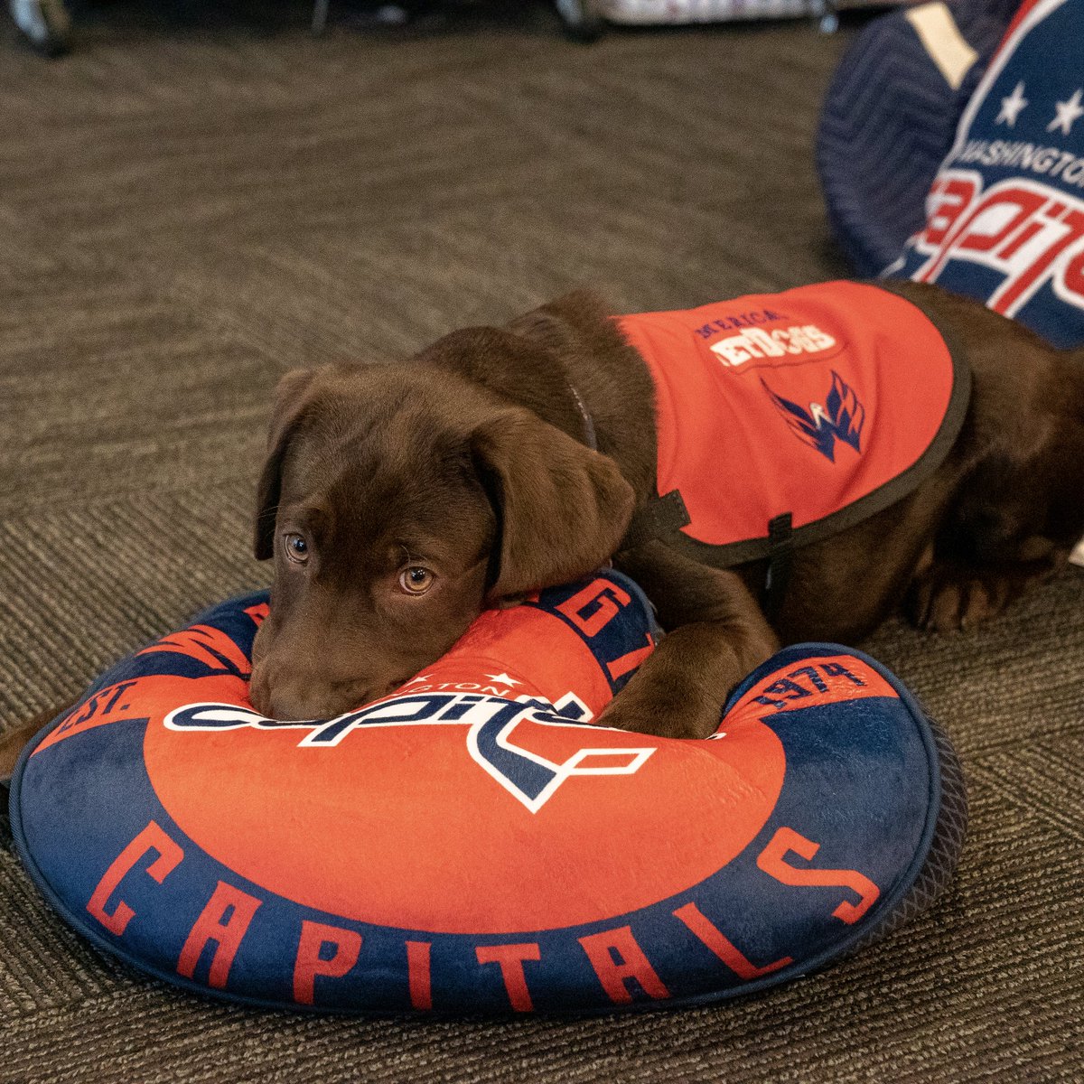 CapsPup's tweet photo. got a comfy new pillow today for my napssss https://t.co/2n70RZEYFL
