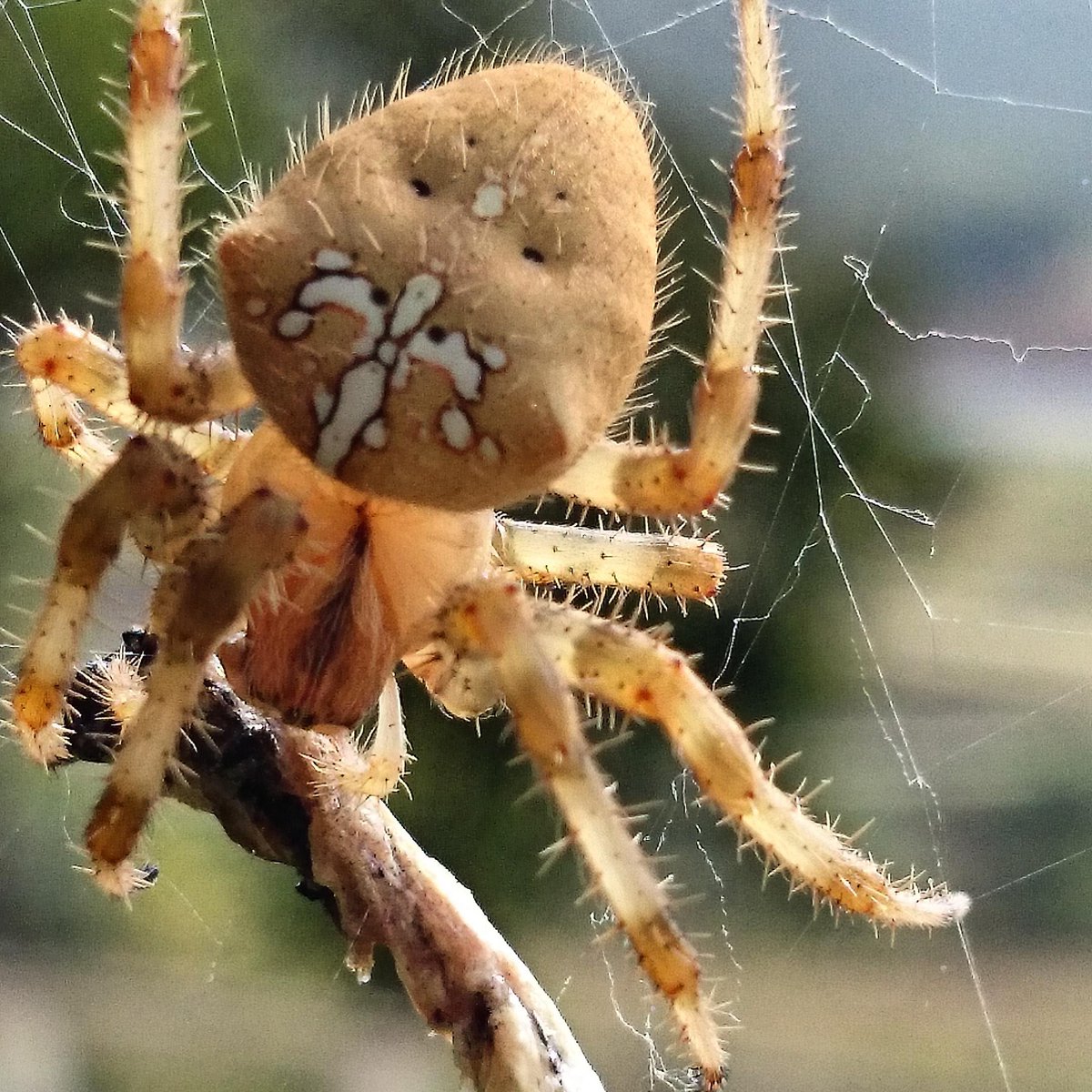 RavenCT78's tweet photo. @navedelmisterio yo también encontré una en 2014 en el jardín de mi pueblo. Esta con una Flor de Lis preciosa. Se llama araña de jardín o de la cruz. Creo que es Araneus diadematus. https://t.co/QlmeZcRoi3