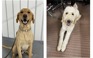 amandaacesk12's tweet photo. MEET A-C’S NEWEST
ADDITIONS: LASSO AND MORRIS
https://t.co/B4qBOuiCaN
https://t.co/0Ad7d9pdUq https://t.co/6WukJq31Hq