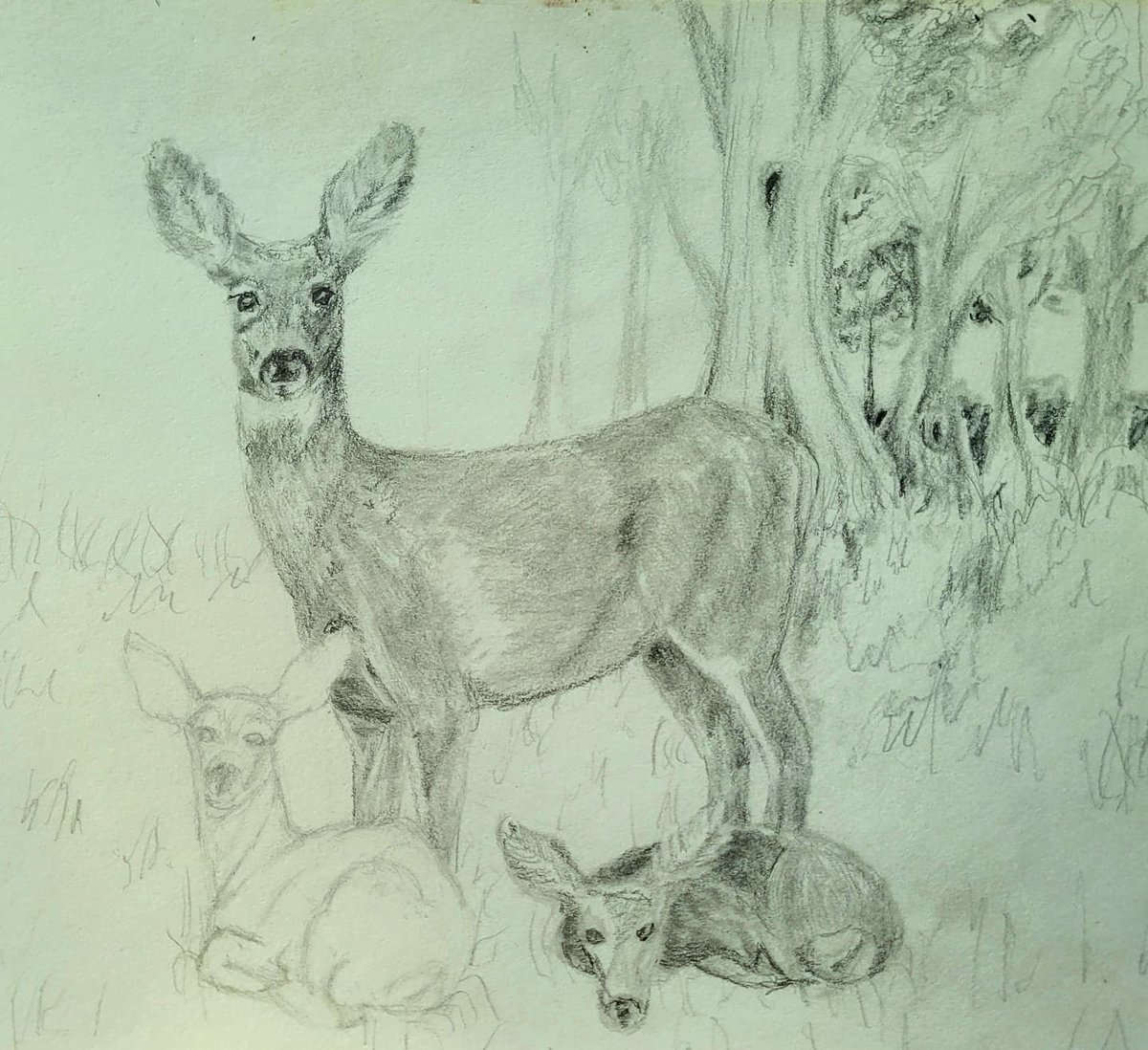 KhioriCreative's tweet photo. Today's drawing is a work in progress of some Mule Deer we saw in Alamosa Colorado!
.
.
.
.
.
#sketchbook #wip #drawing #art #muledeer #deer #fawn #pencilsketch #Colorado #Alamosa #natureart #animalart #deerdrawing #exploreart #khioricreative #Khiori https://t.co/UGkYgmeJmP