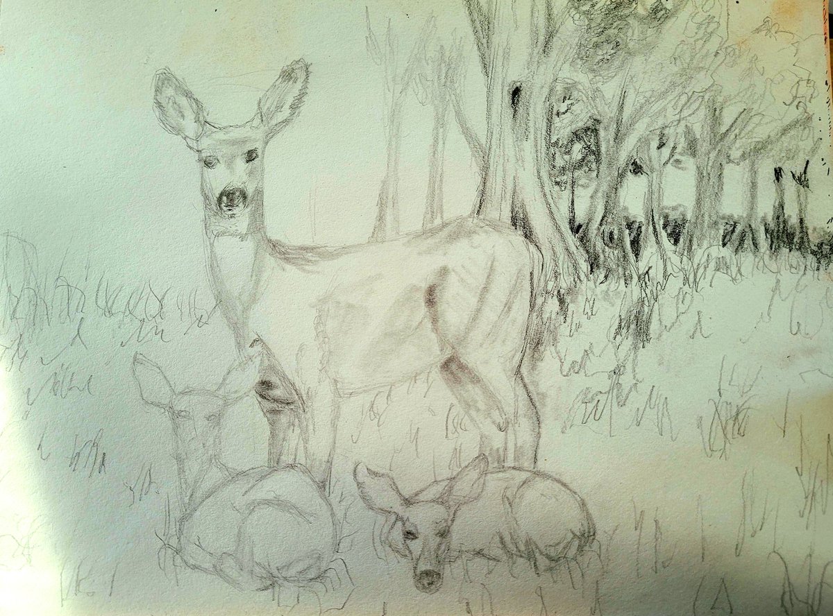 KhioriCreative's tweet photo. Today's drawing is a work in progress of some Mule Deer we saw in Alamosa Colorado!
.
.
.
.
.
#sketchbook #wip #drawing #art #muledeer #deer #fawn #pencilsketch #Colorado #Alamosa #natureart #animalart #deerdrawing #exploreart #khioricreative #Khiori https://t.co/UGkYgmeJmP