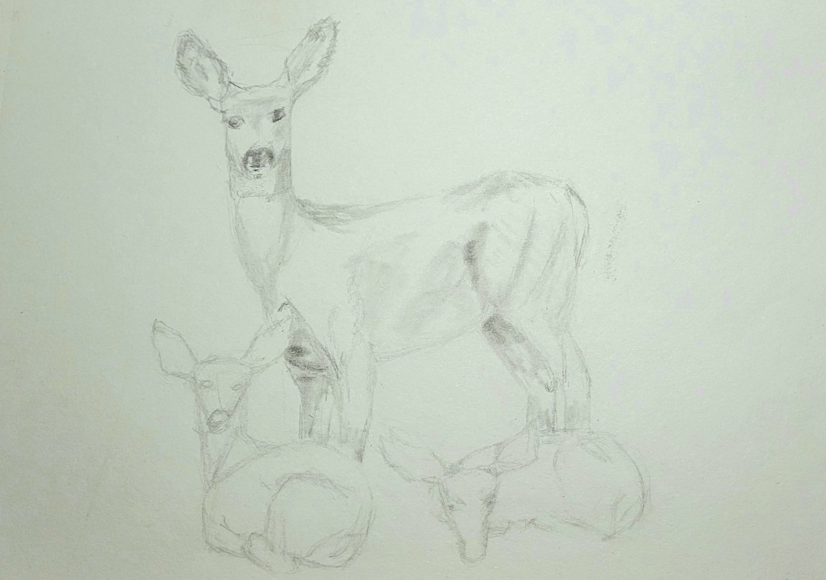 KhioriCreative's tweet photo. Today's drawing is a work in progress of some Mule Deer we saw in Alamosa Colorado!
.
.
.
.
.
#sketchbook #wip #drawing #art #muledeer #deer #fawn #pencilsketch #Colorado #Alamosa #natureart #animalart #deerdrawing #exploreart #khioricreative #Khiori https://t.co/UGkYgmeJmP
