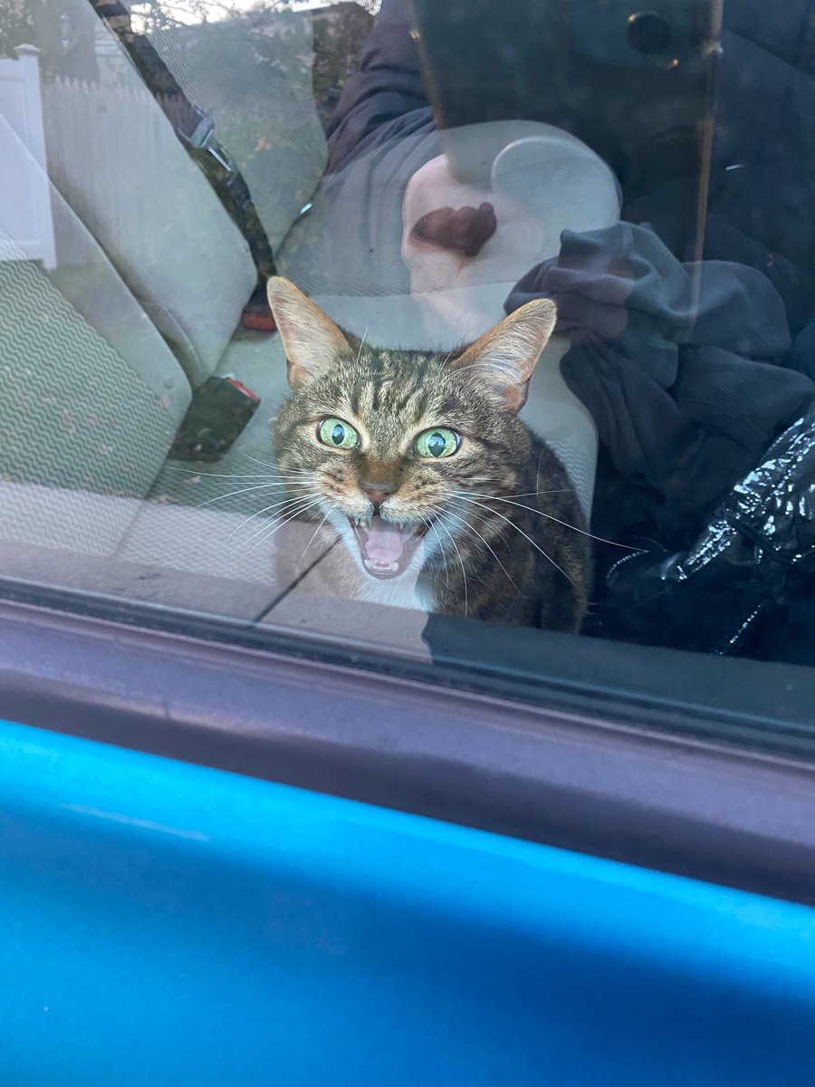 MoveOn's tweet photo. @LorenzoTheCat Ok, so Seven is very vocal in utter disagreement & also we are gonna mobilize for 2022. #MoveOnPets https://t.co/uKFqkCDO10