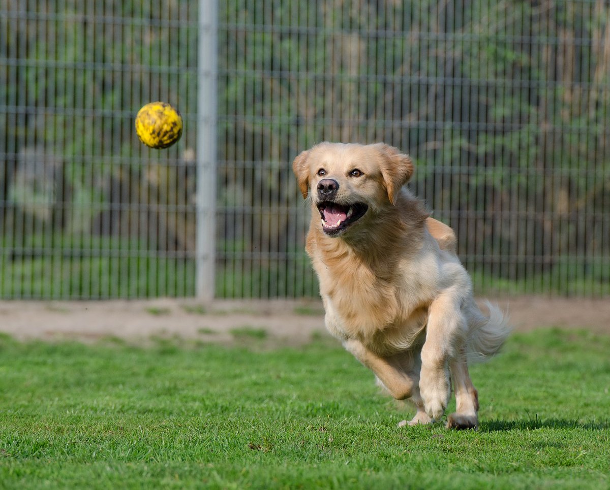 PetChatz's tweet photo. 5 Ways you can help support National Animal Shelter Appreciation Week:
1. Volunteer
2. Foster
3. Donate
4. Spread the word
5. Adopt

#NationalAnimalShelterAppreciationWeek #Volunteer #Foster #Donate #SpreadtheWord #Adopt #Rescue https://t.co/ZEOacDp9HV