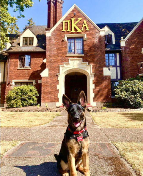 PiKappaAlpha's tweet photo. Happy Wednesday from one of our #PIKEPups! @OregonStatePIKE https://t.co/C1YXLnsWnE