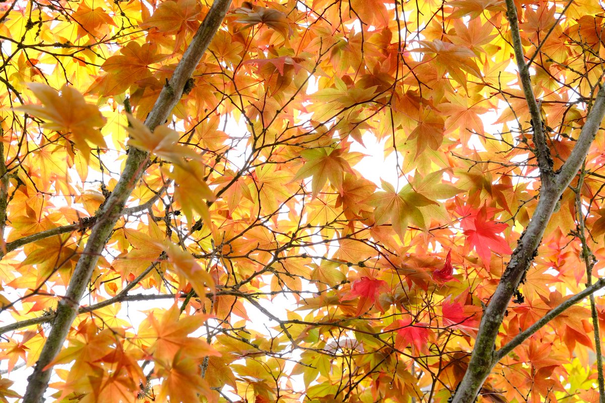 williamstalwart's tweet photo. Glimpses of Autumn on Bainbridge Island. 🍂🍁🍃

#autumn #fall #fallcolors #Bainbridge #velvia #fujifilm #FujiXT30 https://t.co/kTp3RIJyta
