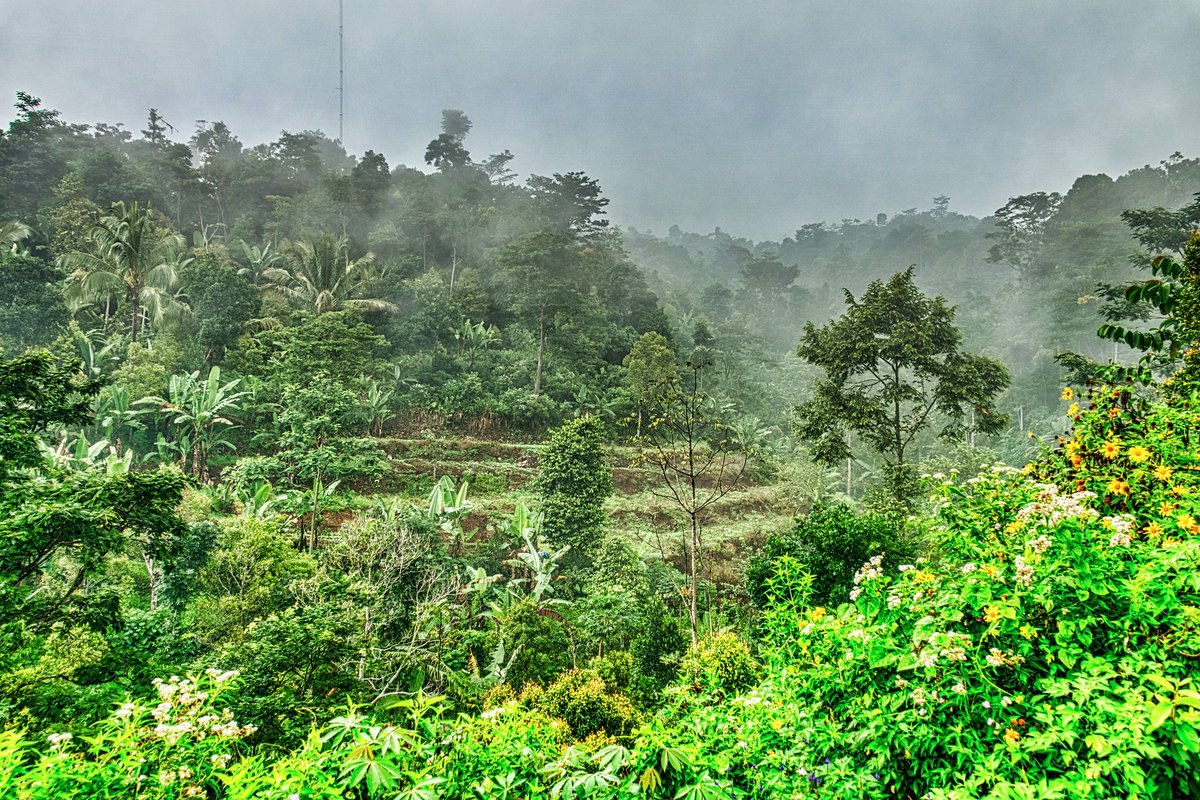 Тропикал рейнфорест. Какие леса в азии. Японский бамбук мадаке. Широколиственные леса восточной азии презентация. Хаконе лес.