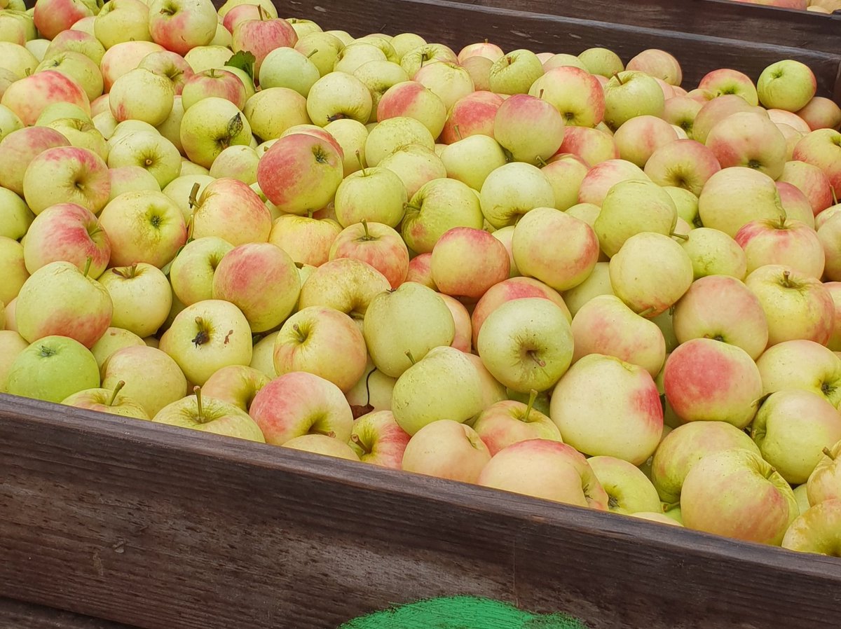 Nieuwe oogst Elstar 🍎appels🍎 van onze eigen boerderij! 
Ontzettend lekkere appel geschikt om zo te eten, voor de appelmoes, appeltaart etc. 
20 kilo voor maar €10.00

fruithalsmits.nl
Sterappellaan 29
3897ll Zeewolde