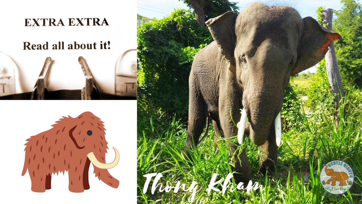 #wednesdaywisdom

How Did Elephants Get Their Tusks? It’s a Long Story. So here it is in a nutshell...🐘👇 facebook.com/11260895377250…

#elephants #antipoaching  #conservation #wildlife
#wildlifeconservation #endangeredspecies #stoppoaching #worthmorealive #Evolution 
#Science #Evo