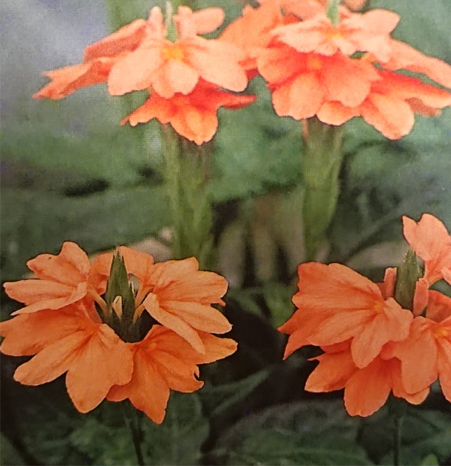 11月4日の誕生花 Twitter Search Twitter