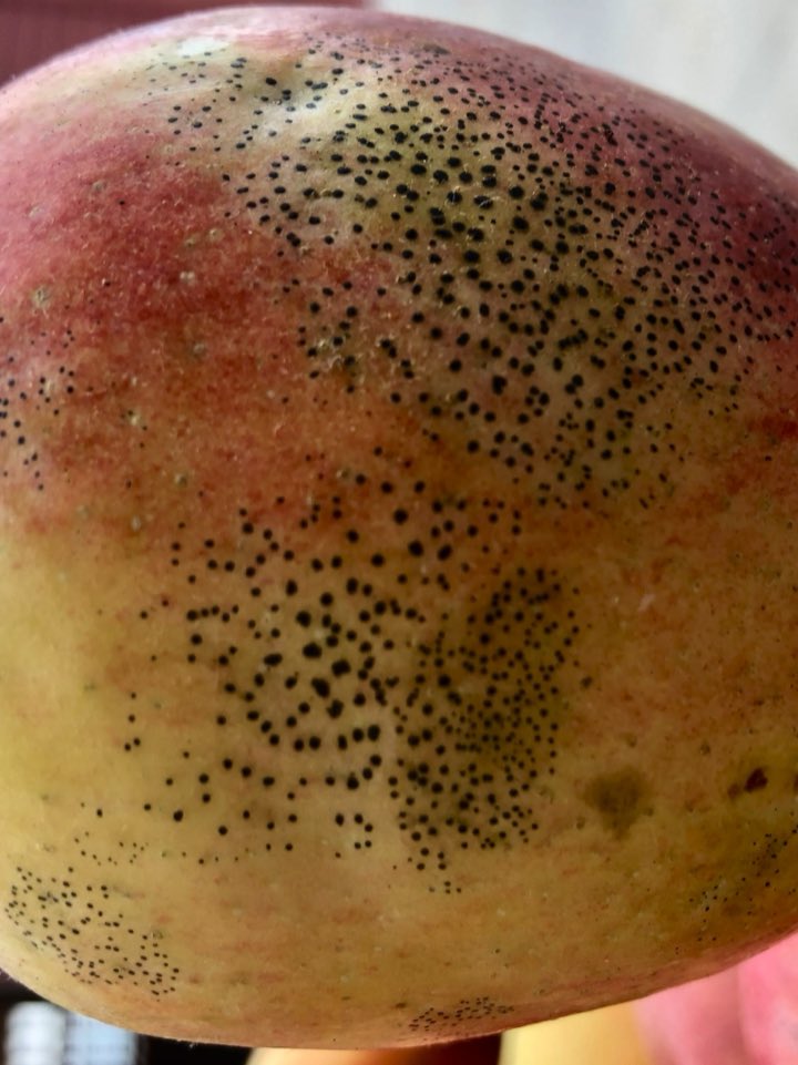 FruitDiseases's tweet photo. #SootyBlotch #FlySpeck on fruits of #Apples; SBSF is a fungal disease complex that reduces cosmetic appeal of apple fruit. https://t.co/FBaLRIewaE