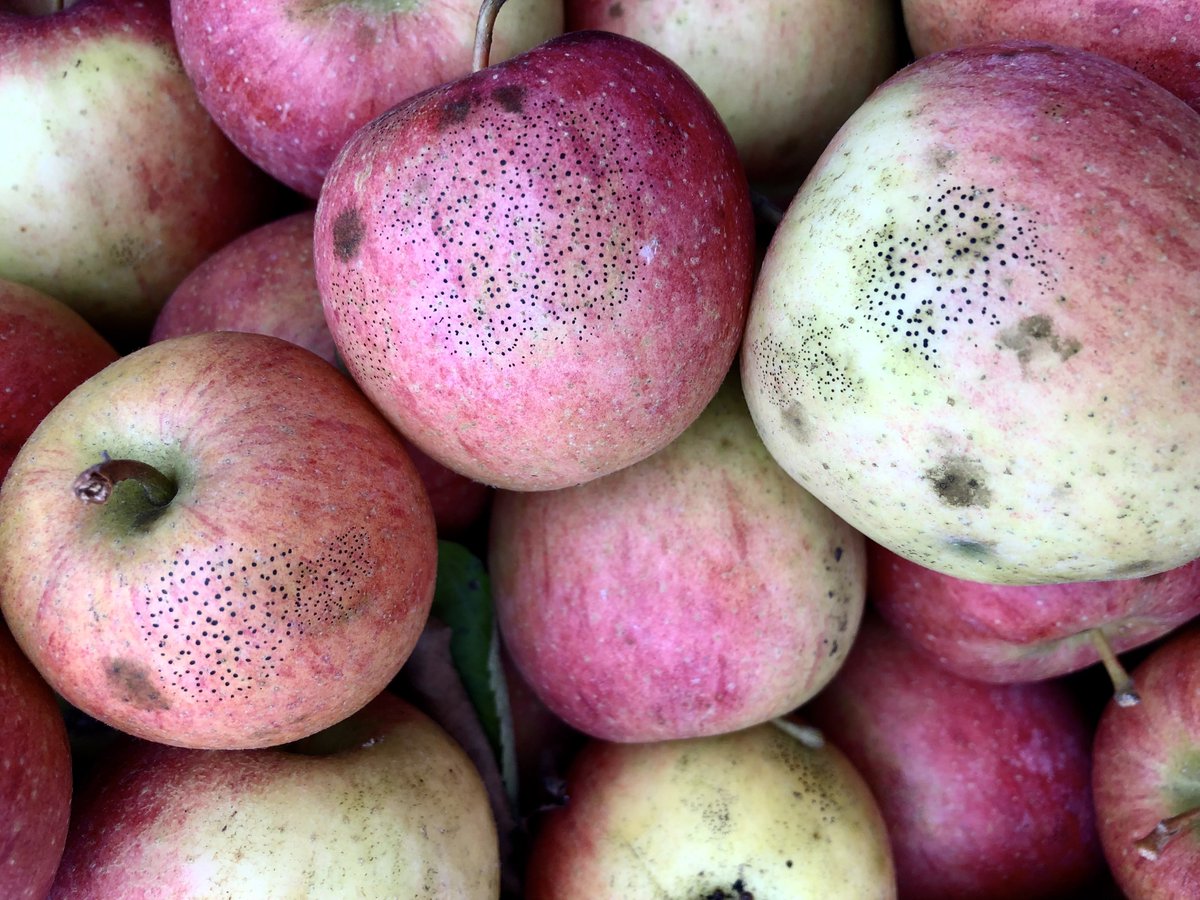 FruitDiseases's tweet photo. #SootyBlotch #FlySpeck on fruits of #Apples; SBSF is a fungal disease complex that reduces cosmetic appeal of apple fruit. https://t.co/FBaLRIewaE