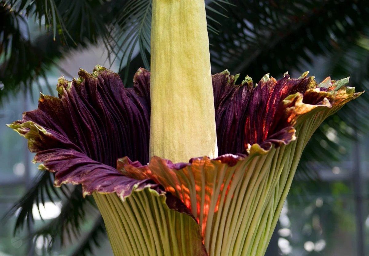 thehill's tweet photo. WATCH: Rare "corpse plant" blooms before thousands of visitors https://t.co/5BlmHyrh0S https://t.co/j1pcNp5Fzc