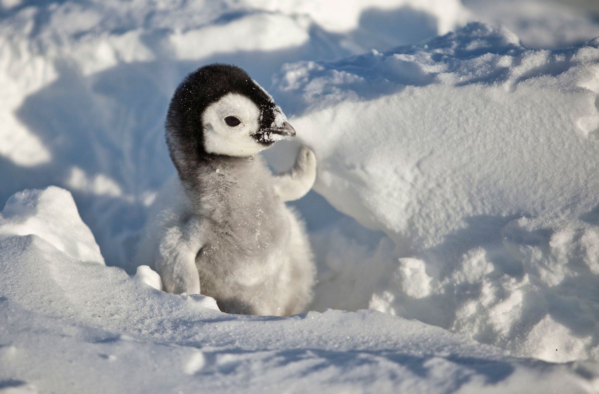 penguins ♡ tweet media