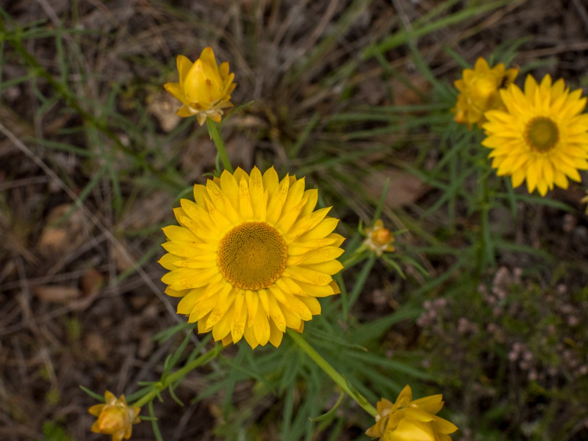 c_mperman's tweet photo. A few flowers from yesterday's #CanberraWalks @KMRiethmiller @GbhvfRon @wapple15 @CraigAllenCBR OK, a grass as well. https://t.co/zfCT8dJDX3