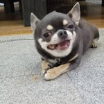ツイートに含まれる画像