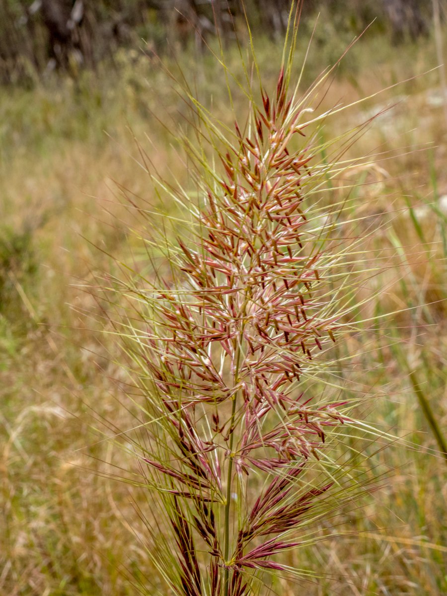 c_mperman's tweet photo. A few flowers from yesterday's #CanberraWalks @KMRiethmiller @GbhvfRon @wapple15 @CraigAllenCBR OK, a grass as well. https://t.co/zfCT8dJDX3