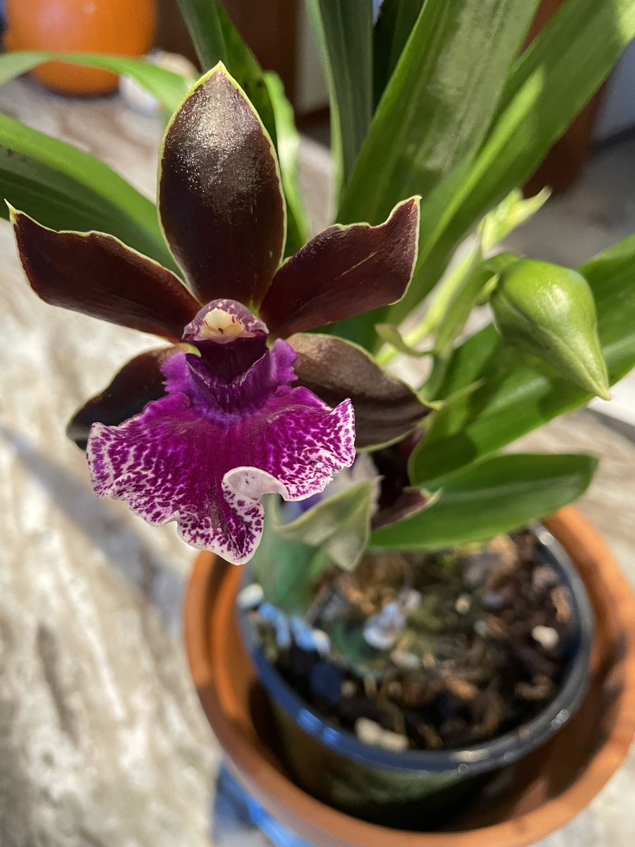 tstrombotn's tweet photo. #currentlyinbloom #ClubZygo #OrchidCommunityChatter #orchids #orchidlovers Z. Debbie de Mello ‘Honolulu Baby’ https://t.co/Jq9DYmj01s