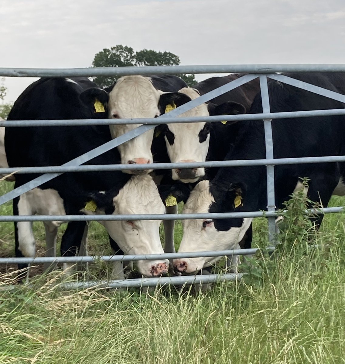 angaddison's tweet photo. @ThrimbyFarms #BackBritishFarming https://t.co/b3buOyHZWn