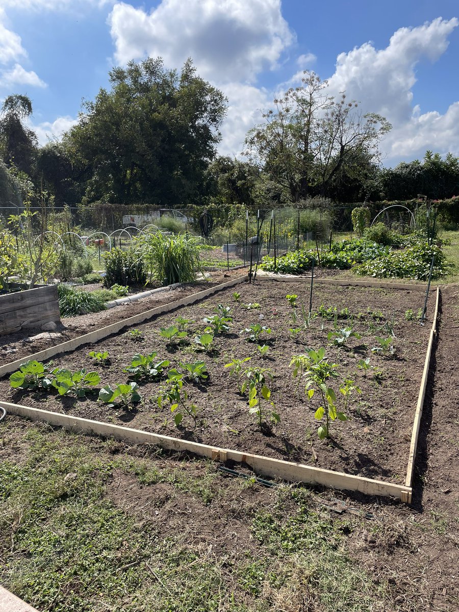 ventachinkway's tweet photo. Garden update: my plants are getting so big and also my bf built me a new border while I was out of town this weekend 🥰 https://t.co/yjcN2RS32E