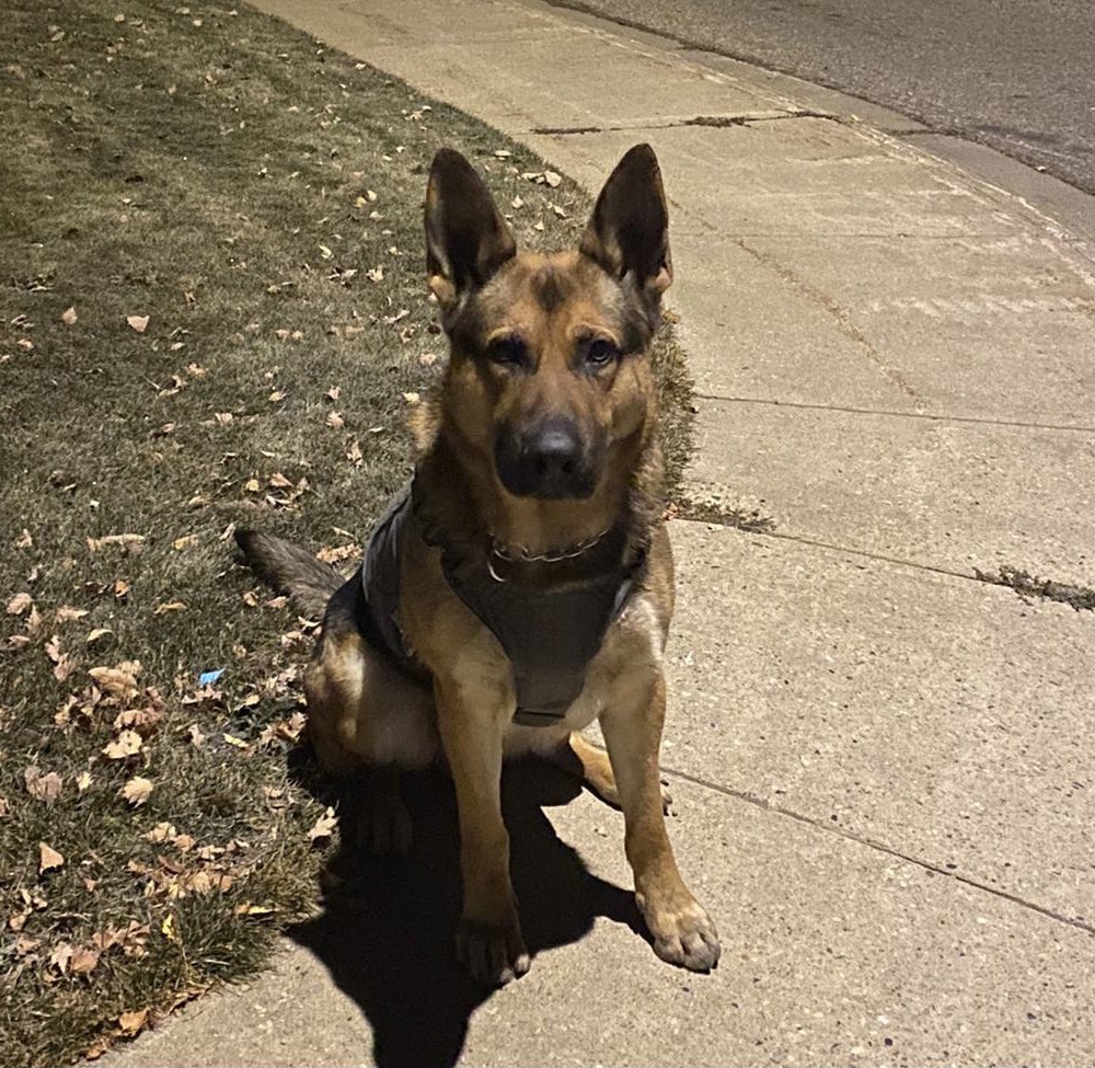 PAPSK9's tweet photo. I think 🤔 #PSDAres is well on his way 🔥 🔥. The team successfully tracked and located a suspect wanted for causing significant damage to a 🏠. The demolition crew did not have a Ares permit for the job 📝. #oneincustody #Arespermitrequired https://t.co/vpFXyoeRpk