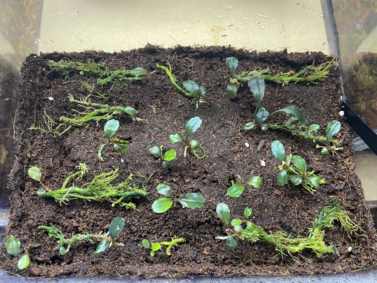 ituki213's tweet photo. Bucephalandra sp. Nanda Kore 

以前にcharmのNanga Tamanとして
お迎えした芋たち。
ほんとにNanga Tamanなのか
Nanda Kore なのか๛ก(ｰ̀ωｰ́ก)

はたまた種類自体がバラバラか笑
今後が楽しみな子達
むふふ( ´艸｀)

#アクアリウム #水草 #ブセファランドラ #Bucephalandra #charm https://t.co/w1yAfHw455