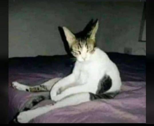 Water_lao's tweet photo. When your alarm wakes you up and you take some time to regain consciousness 😵👁️👄👁️ https://t.co/yDfoyLboA5