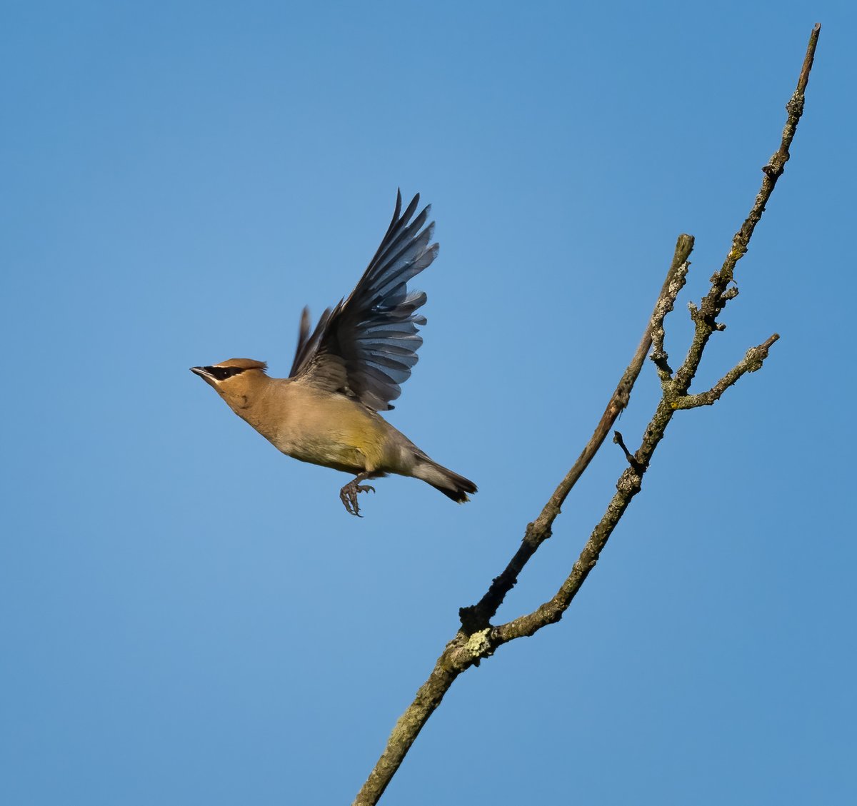 MartinBelan's tweet photo. Cedar Waxwing Takeoff #getolympus #procapture #birds #birdphotography https://t.co/DWpMCTGeXk