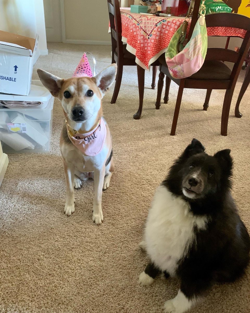 AngelaParchetta's tweet photo. This Halloween 🎃 I went to #panicpoint with my bestie. It was so much fun. 5 different haunted trails all worth the money! 🦇 We decided last minute to dress up a little lol. Also Monday was Mia’s 5th birthday. So swipe to see that ADORABLENESS. 🥰🧁🐕 How’s your week been? https://t.co/ay0i9kJ6V6