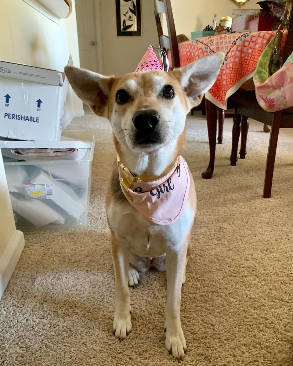 AngelaParchetta's tweet photo. This Halloween 🎃 I went to #panicpoint with my bestie. It was so much fun. 5 different haunted trails all worth the money! 🦇 We decided last minute to dress up a little lol. Also Monday was Mia’s 5th birthday. So swipe to see that ADORABLENESS. 🥰🧁🐕 How’s your week been? https://t.co/ay0i9kJ6V6