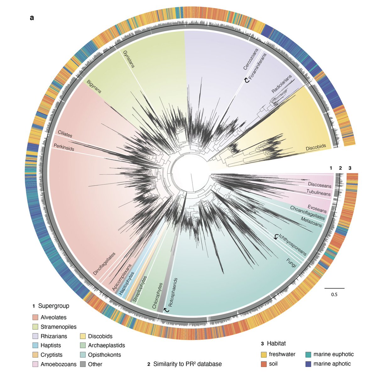 How often have #eukaryotes transitioned between saline and non-saline habitats? We did #longread #metabarcoding and combined with existing #envseq data to find out! With <a href="/fburki/">Fabien Burki</a> @CharlieBiwer @daniel_vaulot A.Obiol <a href="/RMassanaM/">Ramon Massana</a> H.Jing @shpeura. Pre-print out biorxiv.org/content/10.110…