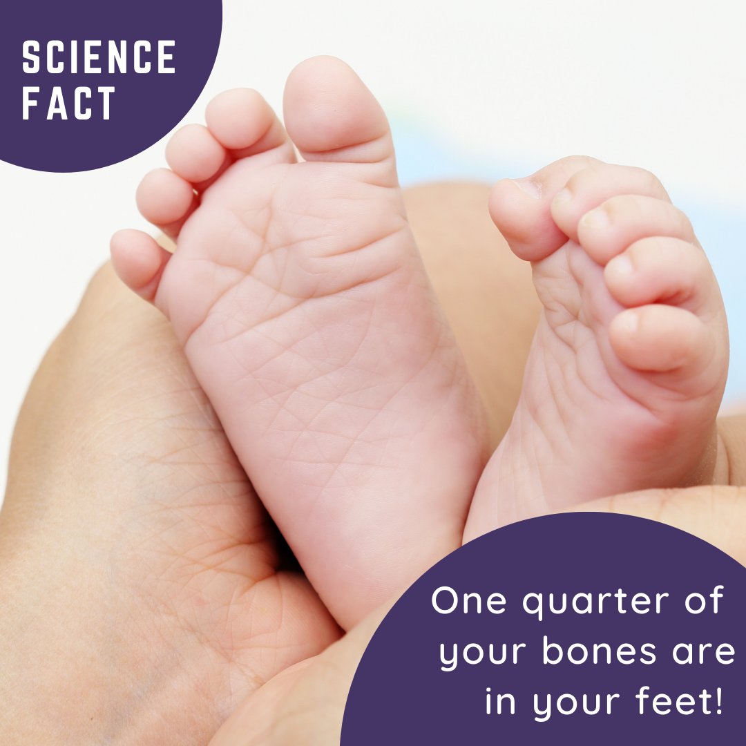 SYSTEMCoalition's tweet photo. Did you know? It's on the feet that we find one-quarter of our bones🦶. Each foot in a mature adult body has 26, which totalizes 52 bones. Some people may have 28 bones in each foot, and those born with extra toes would have even more bones.🦴 #sciencefact #bones #feet #humanbody https://t.co/XuaQ6bKqpq