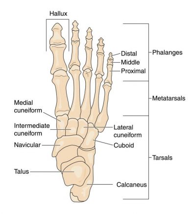 SYSTEMCoalition's tweet photo. Did you know? It's on the feet that we find one-quarter of our bones🦶. Each foot in a mature adult body has 26, which totalizes 52 bones. Some people may have 28 bones in each foot, and those born with extra toes would have even more bones.🦴 #sciencefact #bones #feet #humanbody https://t.co/XuaQ6bKqpq