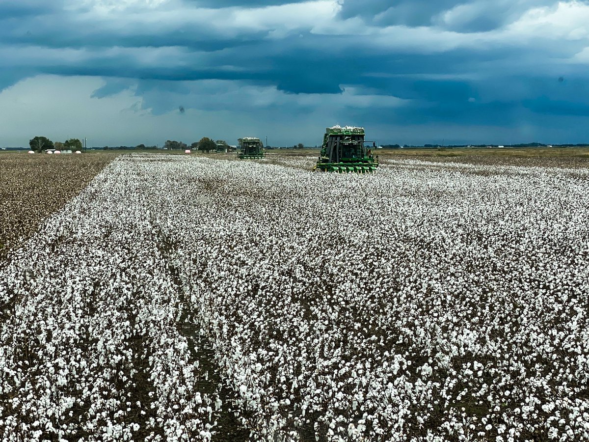 shoppasJD's tweet photo. At the harvest finish line trying to beat the cold front!
📸: Customer Dean Hansen, Danevang, TX https://t.co/57PjewnkS4