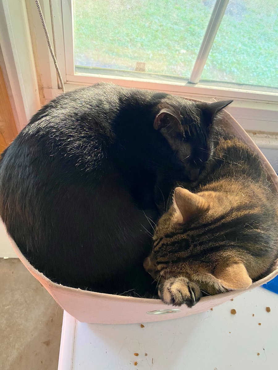 stephanies_531's tweet photo. The best cat bed? Sleeping on top of your big brother. #CatsOfTwitter #cats #snugglebutts https://t.co/EyV7kaP9CP