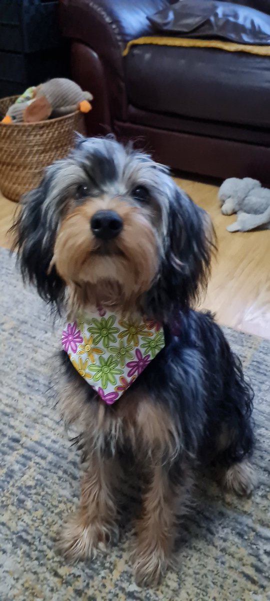 BonnieKobe's tweet photo. 🥳 RAFFLE 🥳
For a min donation of £1 to any animal charity, Hoomum says she will make an extra necker like mine for one lucky follower to win (we will pay postage)
Reply with a pic of your donation, say if you'd like a black floral or white floral necker 🥰
#dogs 
#dogsoftwitter https://t.co/CTYGxisYqF