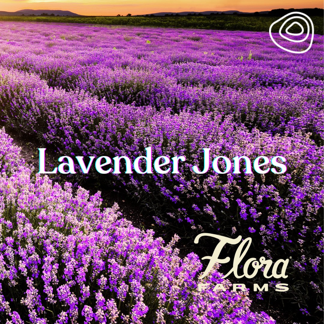 terrabis's tweet photo. Today is #NationalStressAwarenessDay and we recommend #reducingstress with Lavender Jones by #FloraFarms. 💜
Get yours at Terrabis #Springfield. 🌲
Drive thru available. 🚙
#LavenderJones is known for its lovely appearance and sweetly potent effects.
#stress #missouri https://t.co/t7IAjp8pSr