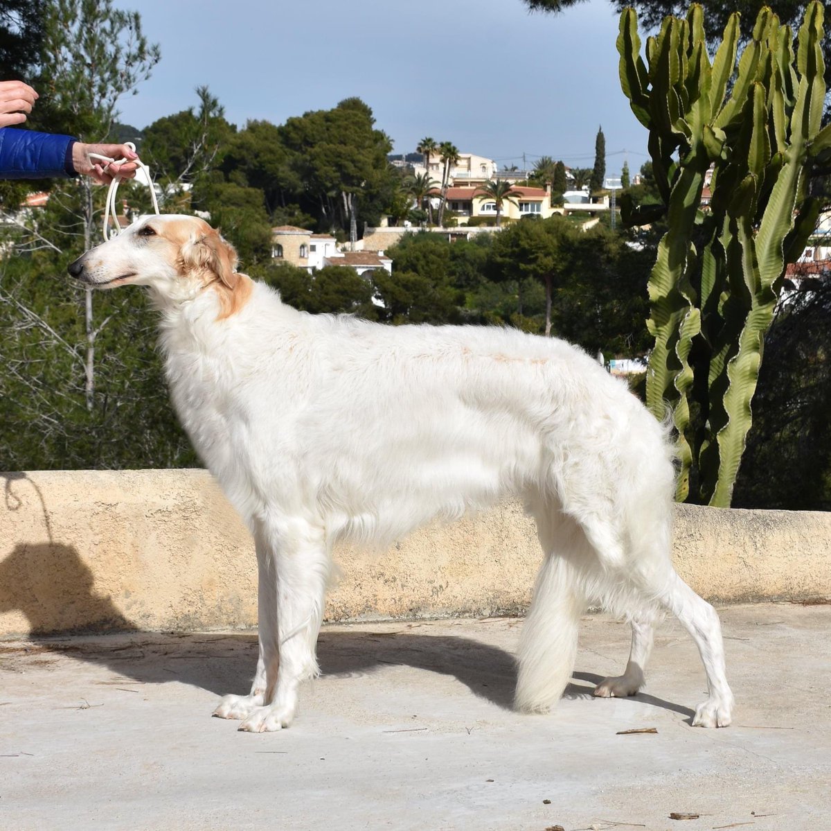 SAMPAuk_'s tweet photo. #Missing #Borzoi #Dog in #SPAIN from The area between #Calpe, #Benissa and #Moraira. Near #Fanadix #Fustera #Alicante #LostDog
Any contacts in Spain?PLS RT
Contact Alexis James-Crabb on +34 652517949
https://t.co/GaOJAD38sd https://t.co/g2XjSpdUBl