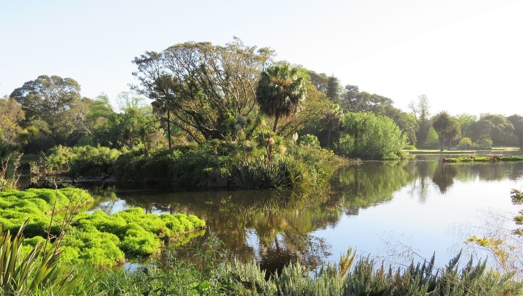 RBG_Victoria's tweet photo. Morning across Ornamental Lake, from near Eel Bridge
Daily photo by @TimEntwisle #PassionForPlants #MelbourneGardens #RoyalBotanicGardensVictoria #plants #garden #gardenplants #botanicalphotography #gardenflowers #flowers #botanicgardens #sprummer #sp… https://t.co/UK18Xev8OS https://t.co/T3MxIRF278