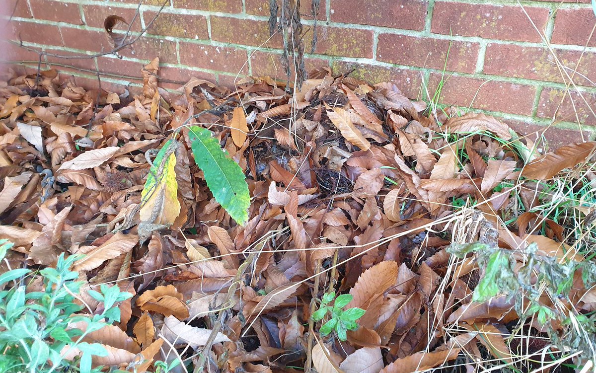 Marc Baldwin (@wlol_2003) on Twitter photo This unassuming pile of leaves is actually a #hedgehog nest, so please be careful if you're doing any tidying up in the #garden or planning a #bonfire in the next few weeks. <a href="/hedgehogsociety/">Hedgehog Society</a> <a href="/BBCSpringwatch/">BBC Springwatch</a> <a href="/CamHedgehogs/">Cambridge Hedgehogs</a> <a href="/GWandShows/">BBC Gardeners World</a> This unassuming pile of leaves is actually a #hedgehog nest, so please be careful if you're doing any tidying up in the #garden or planning a #bonfire in the next few weeks. <a href="/hedgehogsociety/">Hedgehog Society</a> <a href="/BBCSpringwatch/">BBC Springwatch</a> <a href="/CamHedgehogs/">Cambridge Hedgehogs</a> <a href="/GWandShows/">BBC Gardeners World</a>