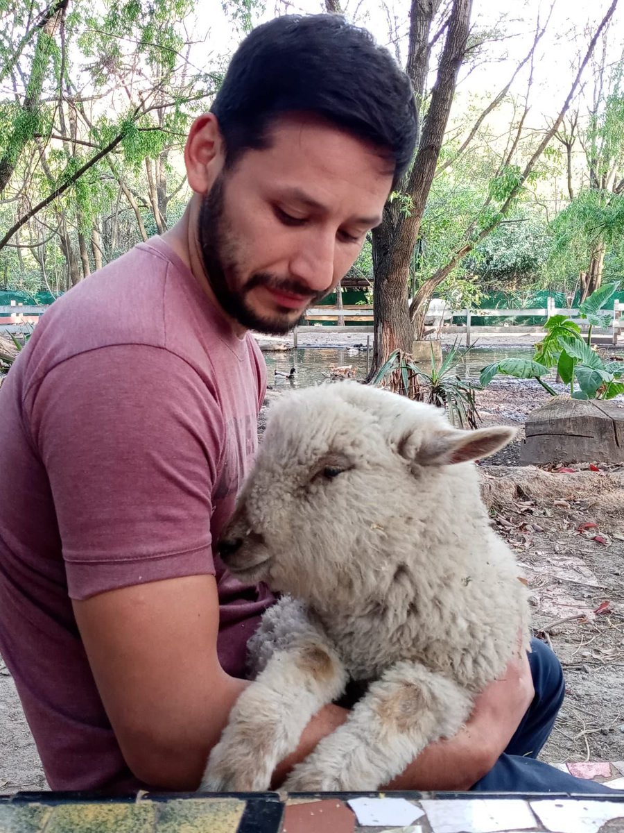ElParaisoAnimal's tweet photo. ¡Bienvenida Josecita!❤️🐑
Jose es una oveja que escapó de una casa donde suelen usar animales de diferentes especies para “prácticas religiosas”
Un vecino encontró un cordero en su jardín y sabiendo cuál era su destino, la escondió y nos llamó para que le diéramos un hogar seguro https://t.co/Yv4nyz40aN