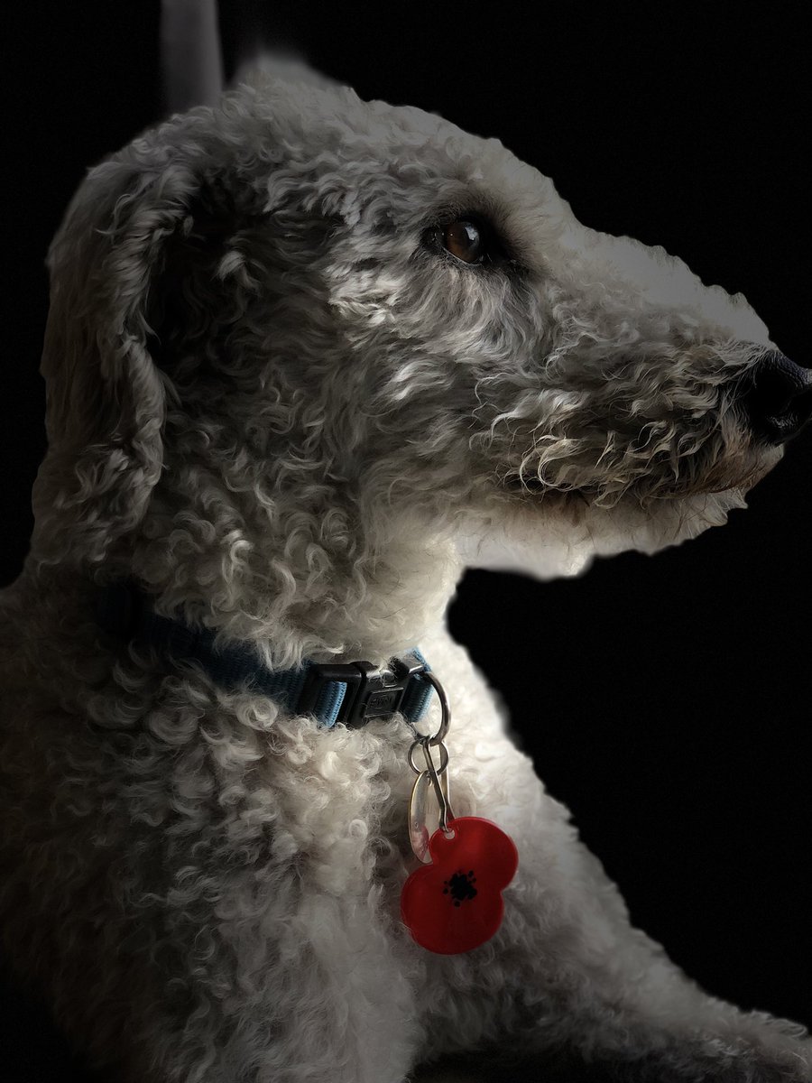 TonyHowarthgolf tweet media