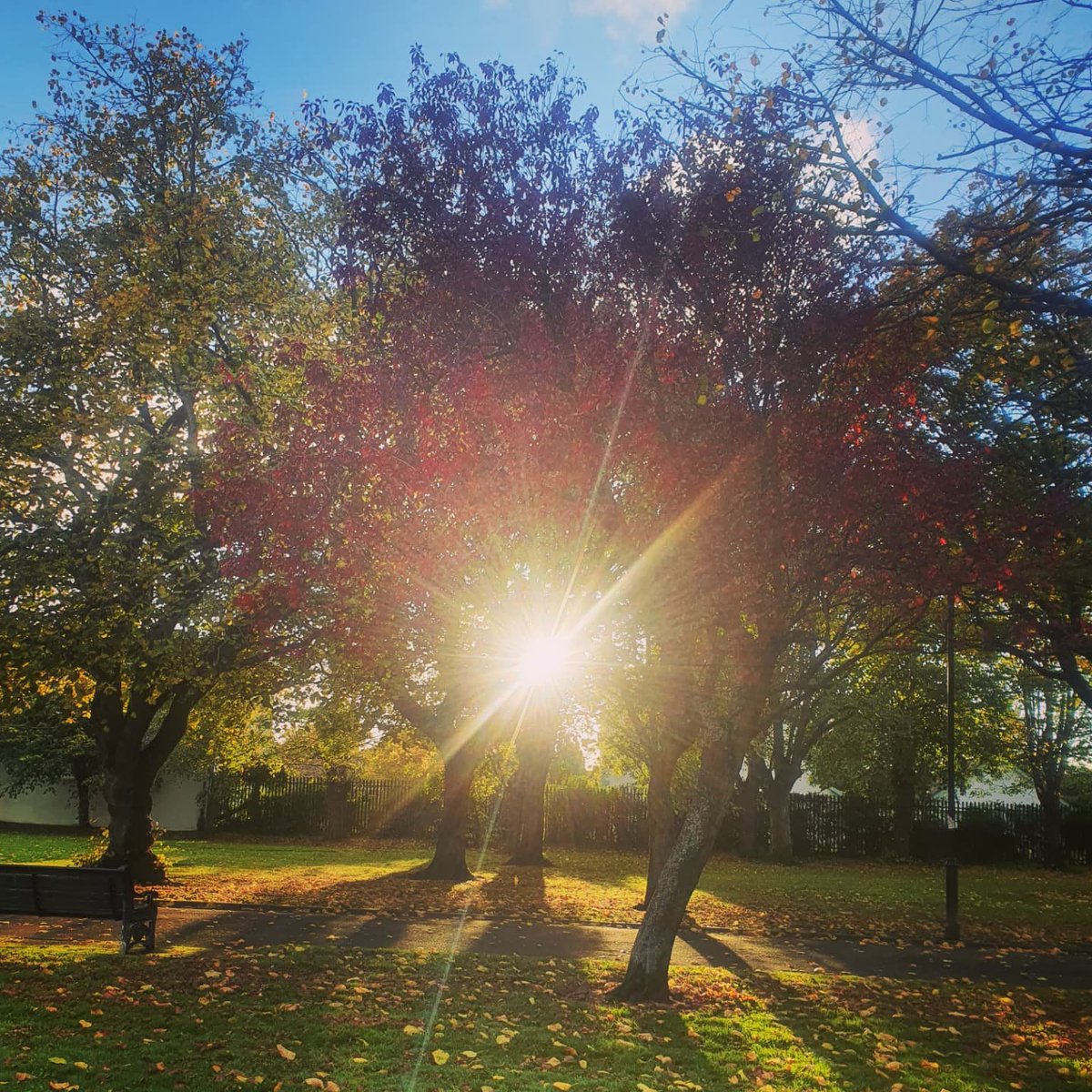 pug206chic's tweet photo. Quick dander around Shaftesbury Park and Mill Pond #autumnalwalk #afternoonsun #crispleaves #freshair #colourburst #naturephotography https://t.co/azIhbNerCM